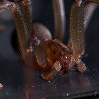 El cambio climático podría hacer aumentar de tamaño a las arañas