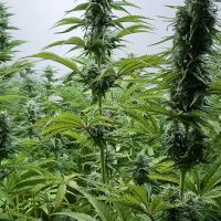 ¡Nos vamos de Chile! Alemania legaliza el consumo recreativo de marihuana