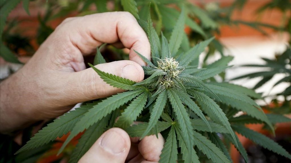 Tenemos especial de rimas en el día de la marihuana 4 20 One Love