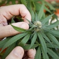 Tenemos especial de rimas en el día de la marihuana 4 20 One Love