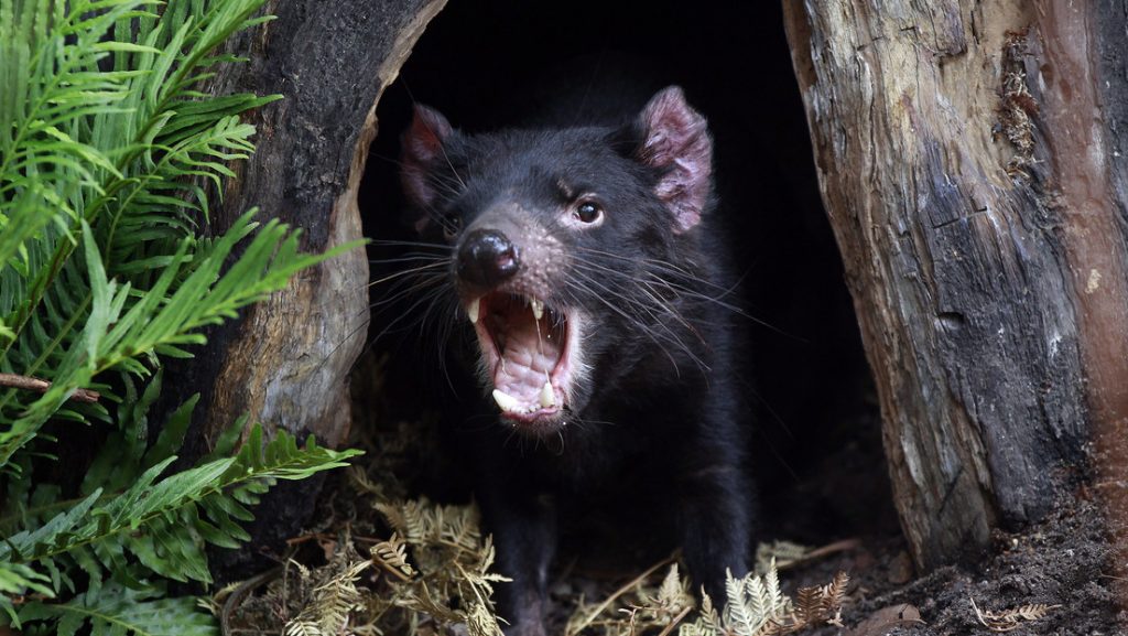 [VIDEO] Demonios de Tasmania nacen en Australia después de tres mil años de su desaparición