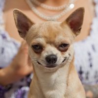 ¡Guau! Imita a tu perrito