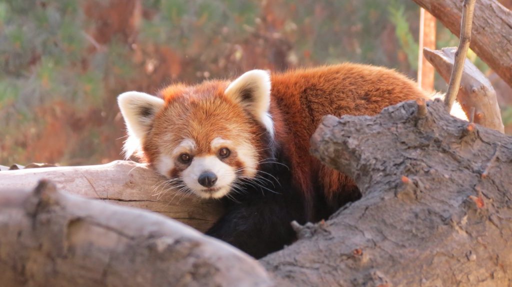 Buin Zoo te invita a ser “padrino” de tu animal favorito