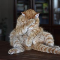 ¿Cuál ha sido tu peor “Trágame tierra"?