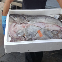 Pregunta para las mujeres: ¿Te gusta el olor a pescado?