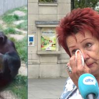 Ni que fuera Jane de Tarzán: A mujer le prohiben ingreso a Zoo por "romance" con mono