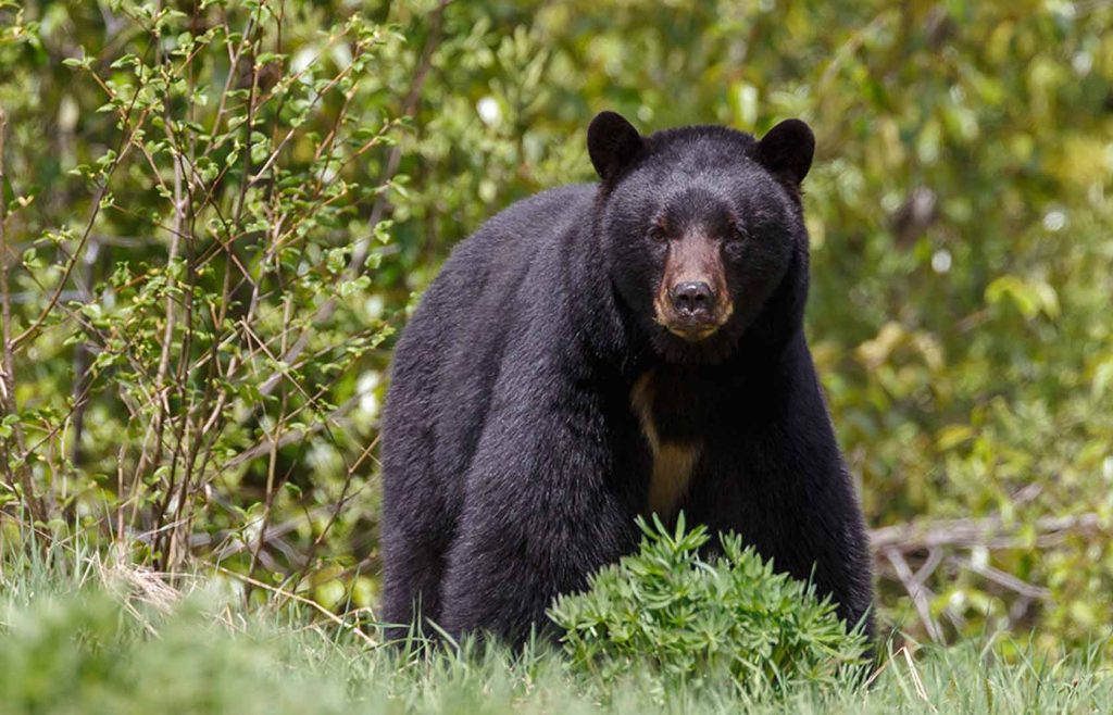 Modo vanidoso: Un oso weno pa’ la selfie