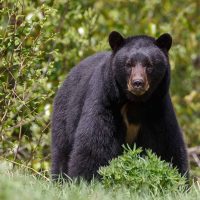 Modo vanidoso: Un oso weno pa' la selfie