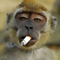 Detienen al más peligroso de todos en Brasil: un mono con navaja