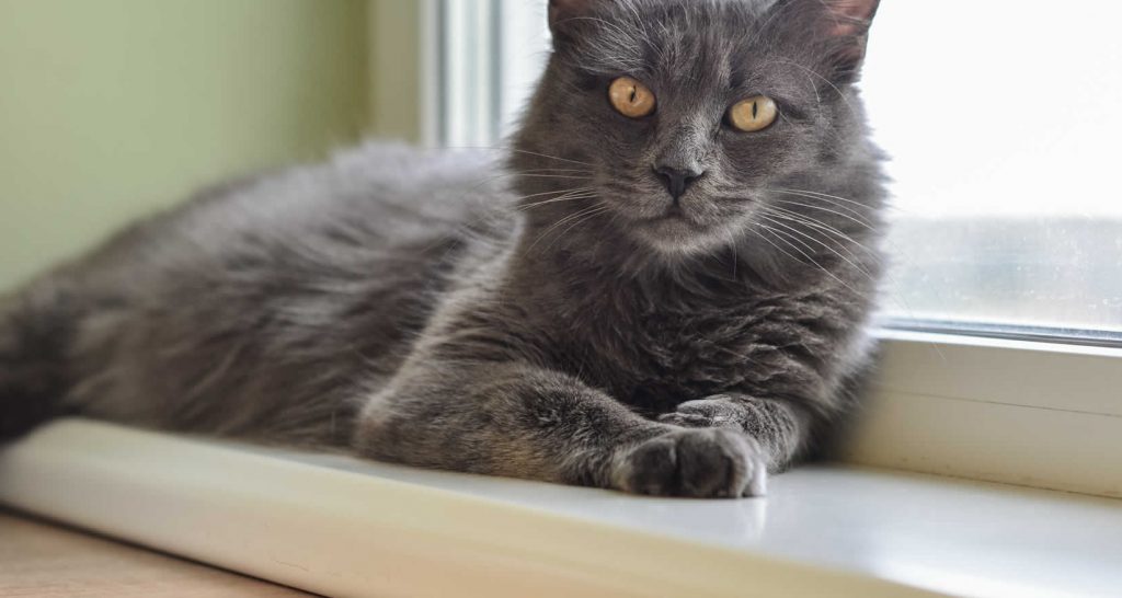 Gato se hace pasar por peluche para evitar al bebé de la casa