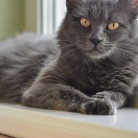 Gato se hace pasar por peluche para evitar al bebé de la casa