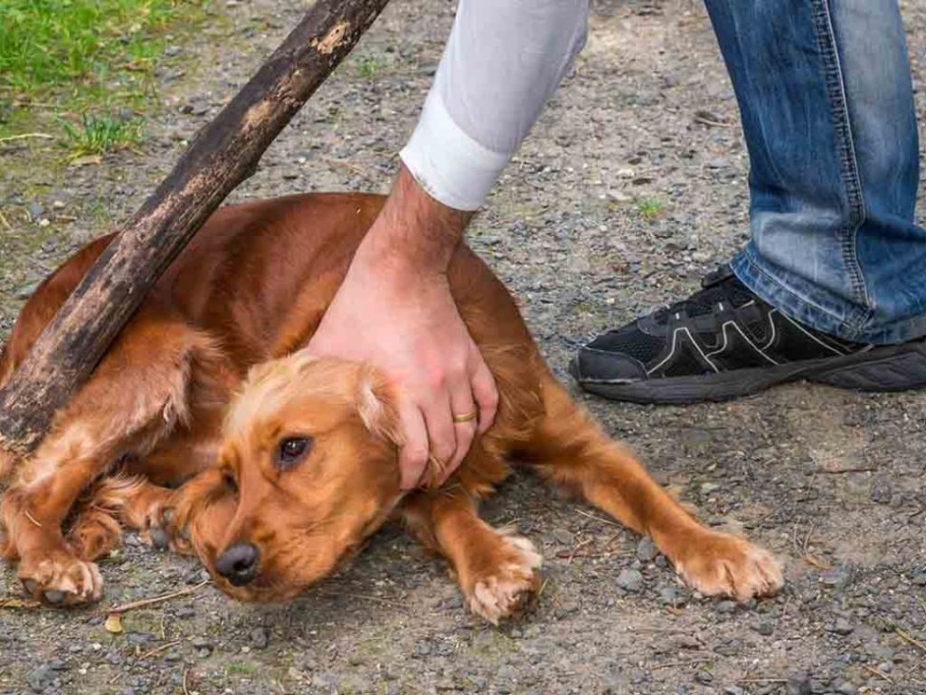 Por fin servirá algo más que pedir un permiso: En la Comisaría Virtual podrás denunciar el maltrato animal