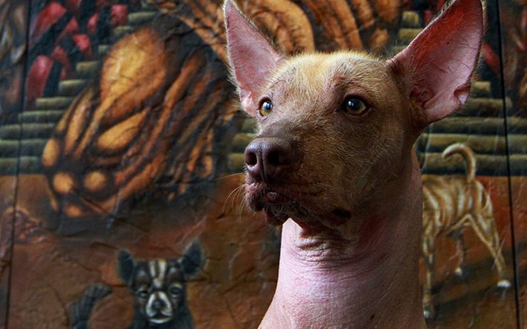 ¿El firulais ancestral?: Perrito se hace viral por subir a templo maya de Chichén Itzá