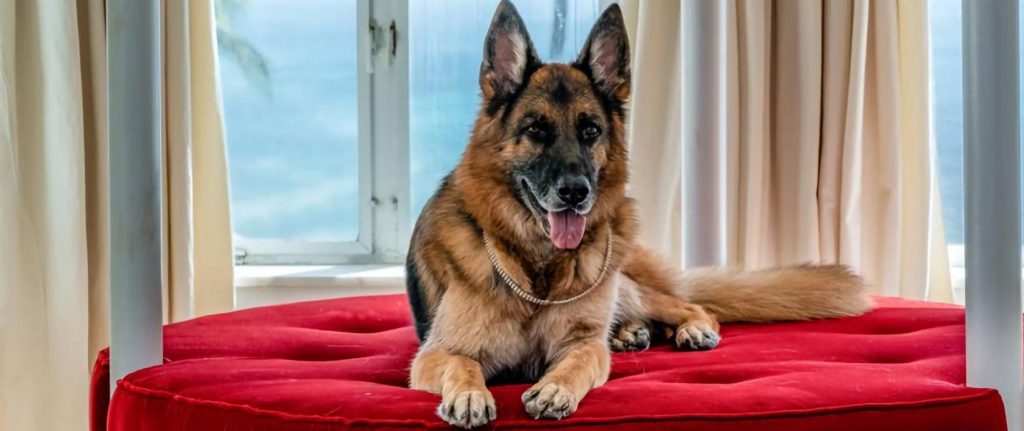 ¡Pero qué cosa más linda!: estos son los ganadores del concurso de “Fotografía de Perros 2022”