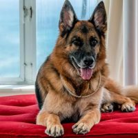 ¡Pero qué cosa más linda!: estos son los ganadores del concurso de "Fotografía de Perros 2022"