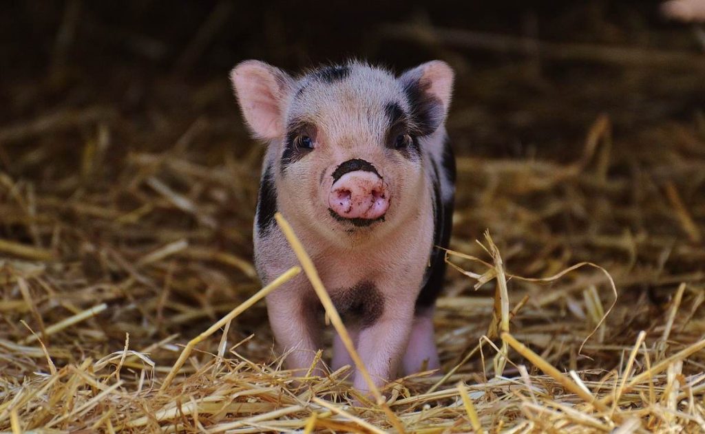 No era na´un chanchito chiquito: Mujer compra un mini pig y terminó pesando 250 kilos