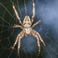 Pero si son unos monstruos! Experta pide no matar a las arañas por ser inofensivas