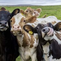 ¡Se pasó! Esto pasa cuando las vacas se arrancan