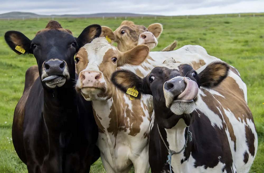 ¡Se pasó! Esto pasa cuando las vacas se arrancan