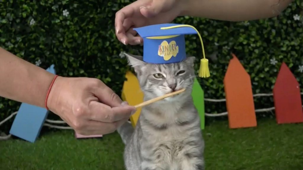 [Video] Como si fueran cabros chicos: los gatitos en Ecuador podrán ir a kínder
