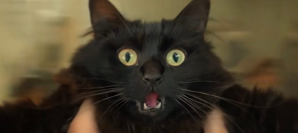 Video: ¿Cómo sería Titanic pero con un gato en vez de Rose?