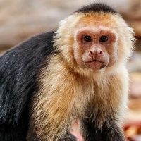 Monito abandonado no se despega de su peluche