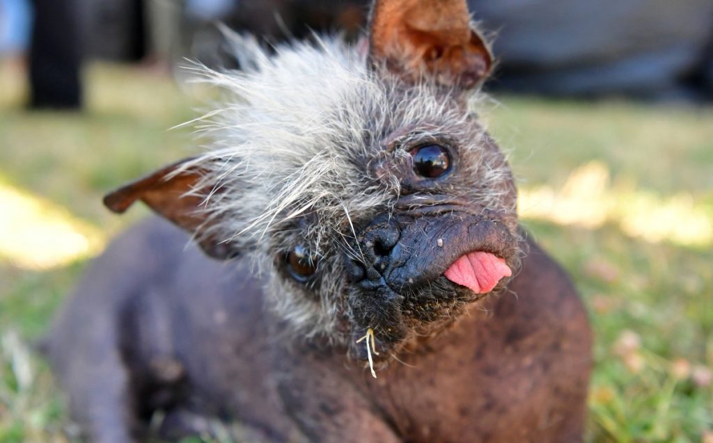 ¡Nuevo rey! Este es el perro “Más Feo del Mundo”