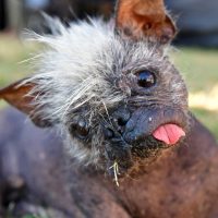 ¡Nuevo rey! Este es el perro "Más Feo del Mundo"