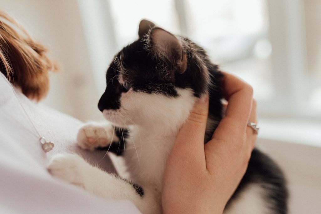 Los gatos domésticos dominarán el mundo