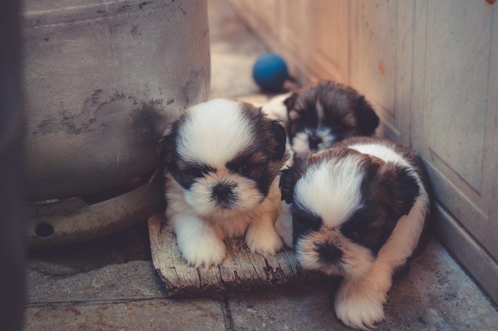 Estos son los nombres de perros más usados en Latinoamérica