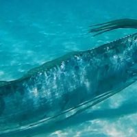 Enorme banco de anchoas tiñe las aguas de Copacabana