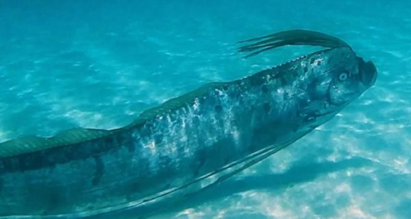 Enorme banco de anchoas tiñe las aguas de Copacabana