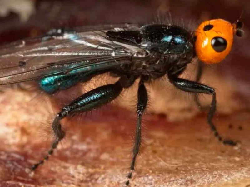 ¡Excelente! Ahora reaparecen “moscas carnívoras” supuestamente extintas