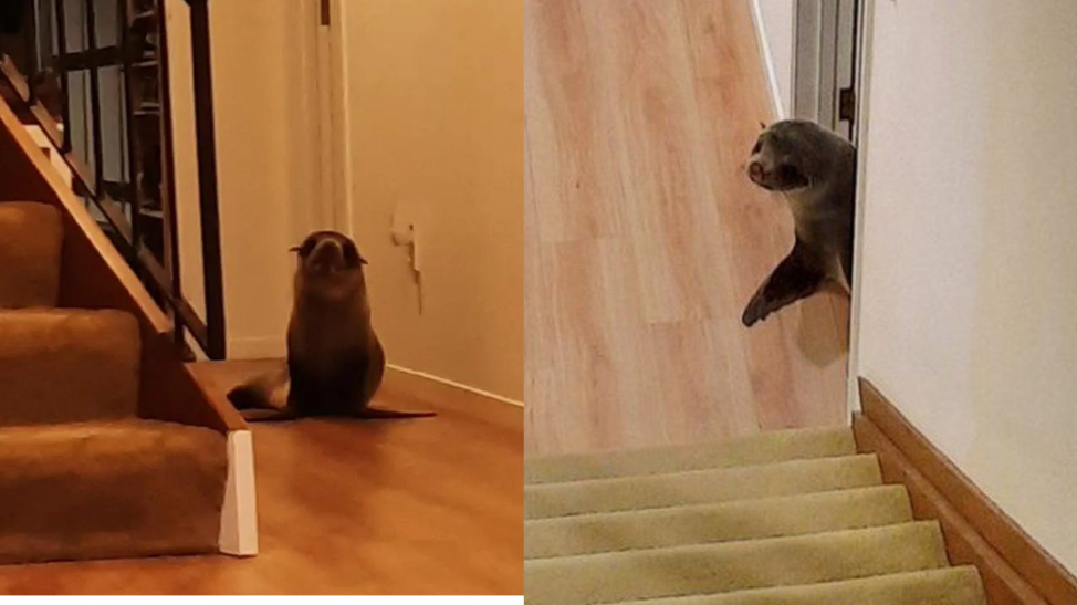 Foca se viraliza por irrumpir en el hogar de una familia en Nueva Zelanda