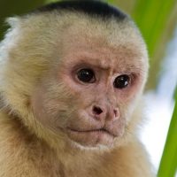 ¿El llamado de la selva? Mono es el principal sospechoso de llamada al 911