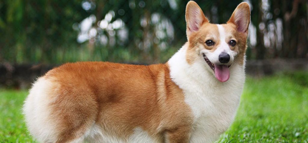 Perritos de la Realeza: Precio de los Corgis por las nubes tras la muerte de la Reina Isabel II