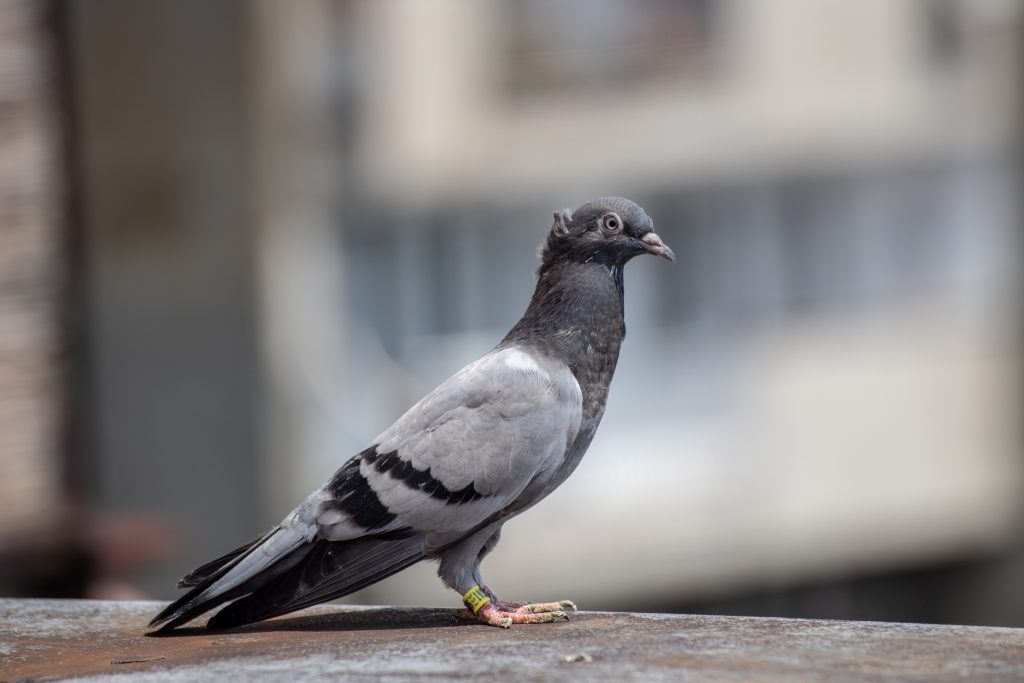 Monogamia: Las palomas tienen una única pareja toda su vida y sufren cuando mueren