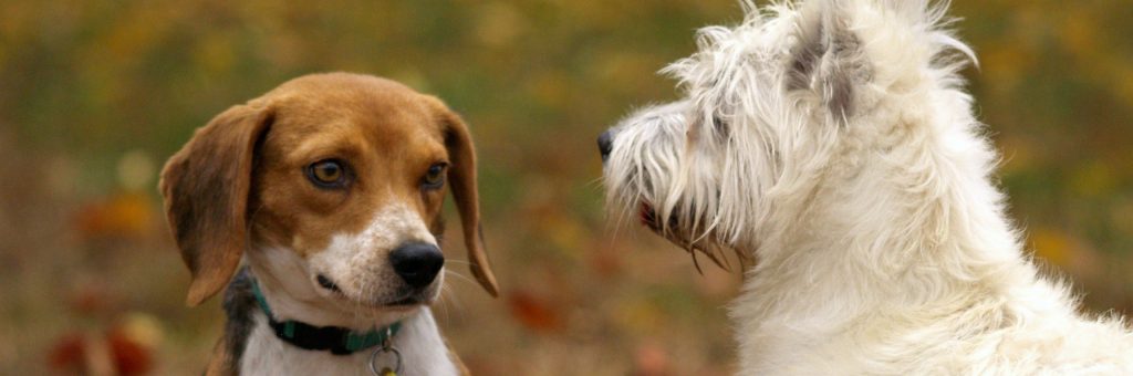 ¡Cuídenlos bien! Veterinaria explica cuidados para perritos de casa