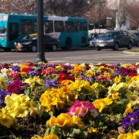 Las chicas votaron: Hay flowers y flowers
