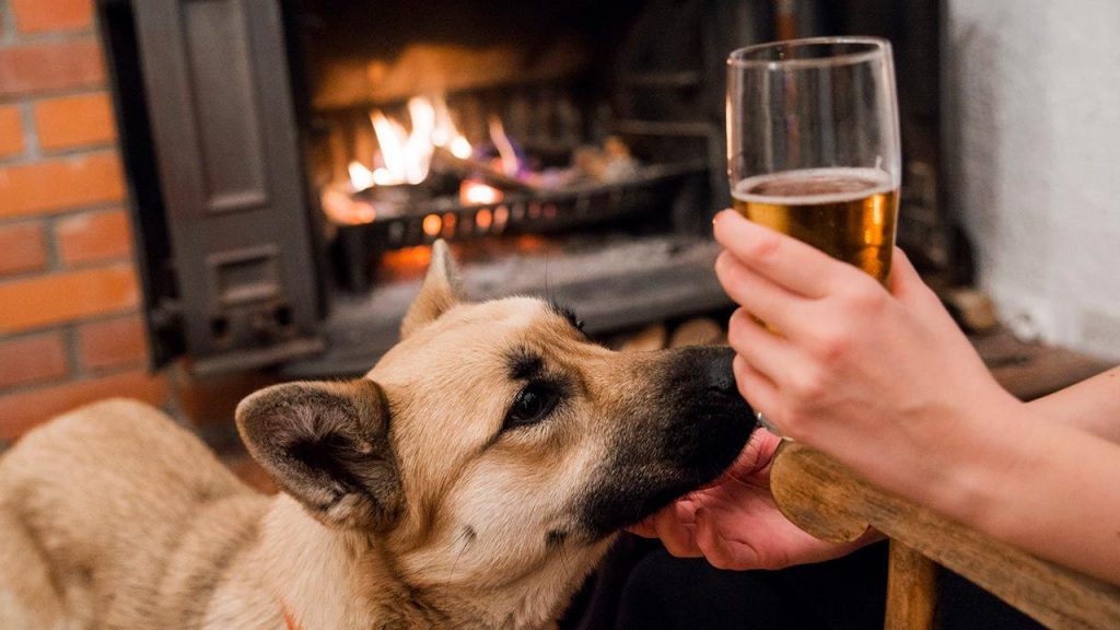 ¿Una chelita con tu perrito?: lanzan cerveza solo para perros con caldo de pavo