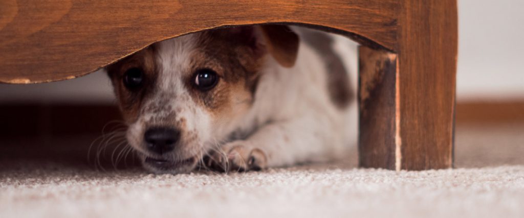 Según estudio, ¡hasta los perros no pueden dormir de puro sobrepensar!