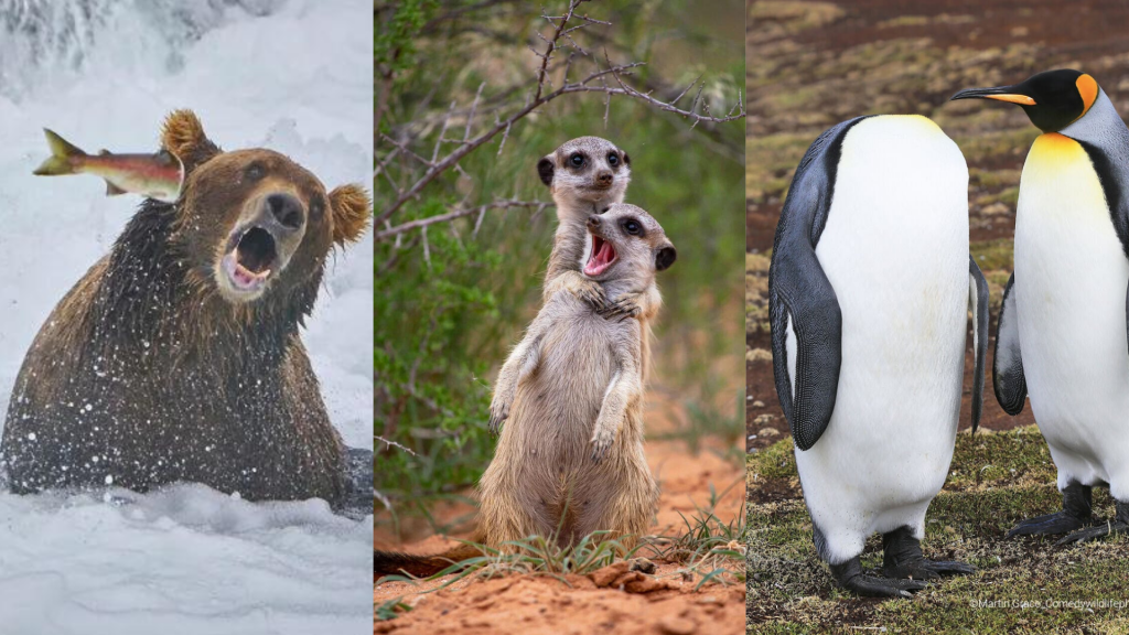 A reírse un ratito: ¿Cuál es tu favorita?: Comedy Wildlife Photography Awards 2022 revela las fotos más graciosas de animales