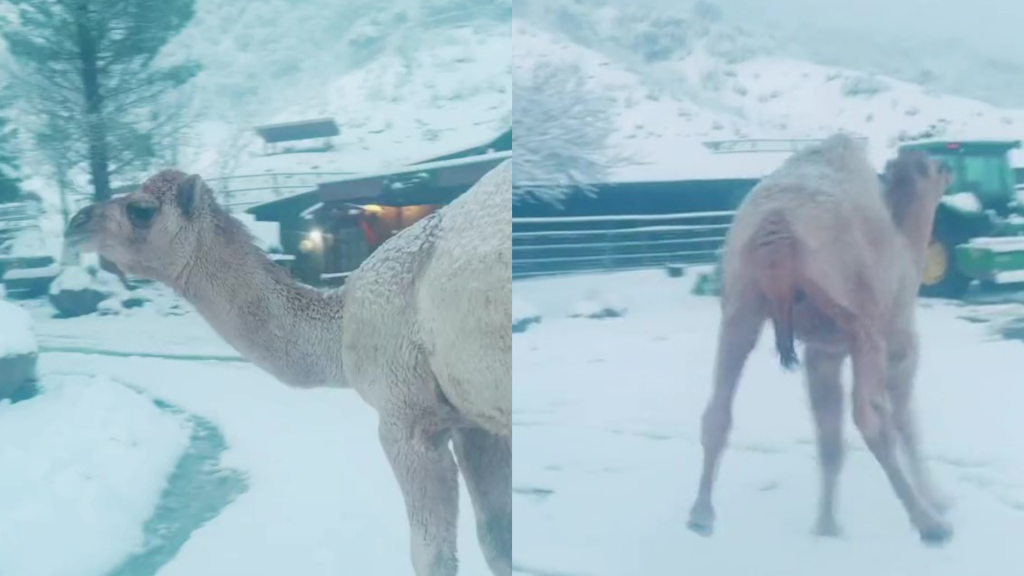 Como perrito con jorobas: camello se viraliza por su reacción al ver la nieve por primera vez