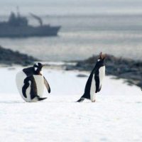 ¿Te tinca viajar al fin del mundo? Entérate del concurso con el que te podrías ganar una ida a la Antártica