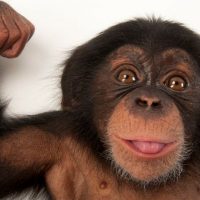 Chimpancés fortalecen la amistad orinando