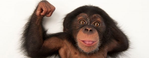 Chimpancés fortalecen la amistad orinando