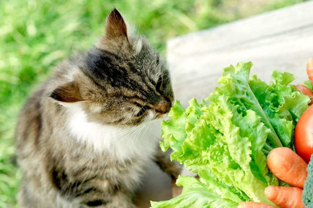 Ojito: Nuevo estudio advierte sobre hacer veganos a perritos y gatitos