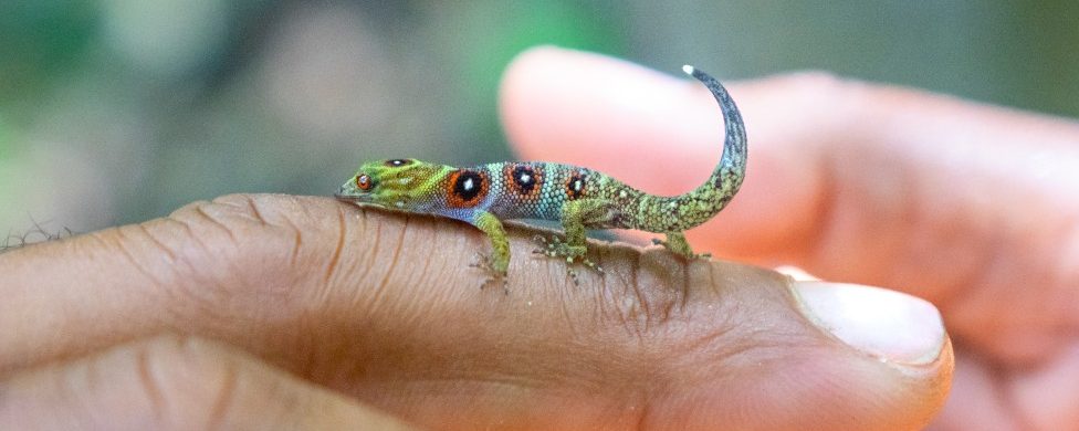 Modo ternura: El pequeño y tierno reptil está en peligro de extinción