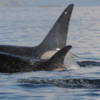 Orca se acercó a pescadores para pedir ayuda en Coronel