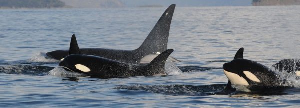 Orca se acercó a pescadores para pedir ayuda en Coronel